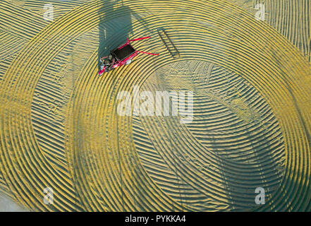 Lianyungang. 29 Oct, 2018. Photo aérienne prise le 29 octobre 2018 montre un cultivateur de riz de râteau pour le séchage à l'air dans le village de Qufang District Ganyu à Lianyungang, Ville de la Chine de l'est la province de Jiangsu. Credit : Geng 1 Xiyangwei Hutong/Xinhua/Alamy Live News Banque D'Images