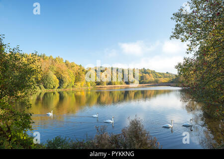 Kidderminster, UK. 29 octobre, 2018. Météo France : cygnes capturé la natation dans le soleil d'automne glorieux, profitent maintenant d'un peu de chaleur après un démarrage extrêmement froid. Credit : Lee Hudson/Alamy Live News Banque D'Images