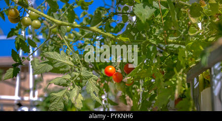 L'aquaponie méthode pour cultiver des tomates cerises rouges Banque D'Images