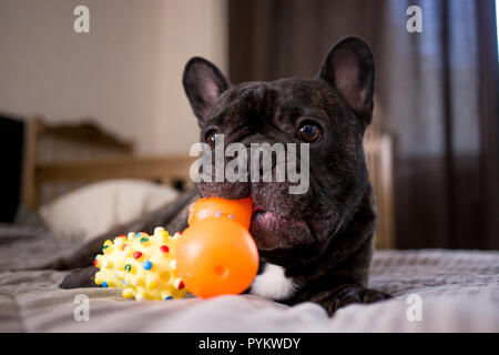 Close up bringé bouledogue français jouer avec ses jouets sur le lit Banque D'Images