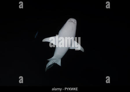 Requins nourrice fauve, Nebrius ferrugineus nager dans la nuit. Tourné à angle faible Banque D'Images