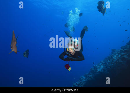 Plongeur femelle nager avec les requins de platax, platax teira dans l'eau bleue Banque D'Images