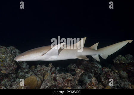 Requins nourrice fauve, Nebrius ferrugineus nager plus de récifs coralliens dans la nuit Banque D'Images