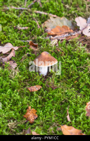 Cortinarius champignons sur lit de mousse, Herefordshire Fownhope UK Banque D'Images