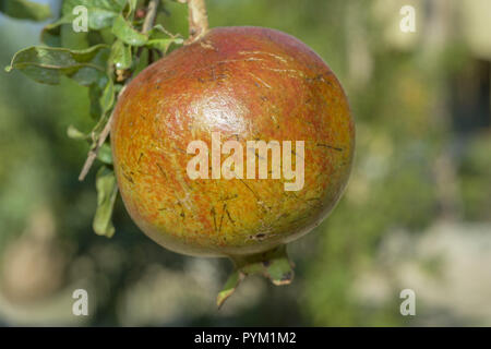 Ripe fruit grenade sur branche d'arbre. Grenade, Punica granatum Banque D'Images