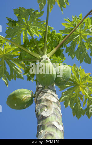 Papaye La Papaye, fruits ou de papaye, Carica papaya poussant sur un arbre sur fond de ciel bleu Banque D'Images