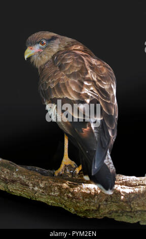 (Milvago Chimango Caracara chimango) Banque D'Images