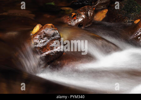 L'eau qui coule plus rock avec des feuilles de rhododendron. Tipperary, Irlande Banque D'Images