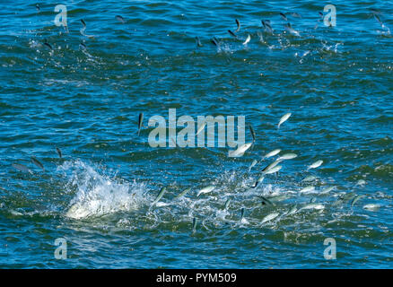 Banc de poissons sautant hors de l'eau de s'échapper un gros poissons prédateurs dans la rivière Matanzas à St Augustine en Floride USA Banque D'Images