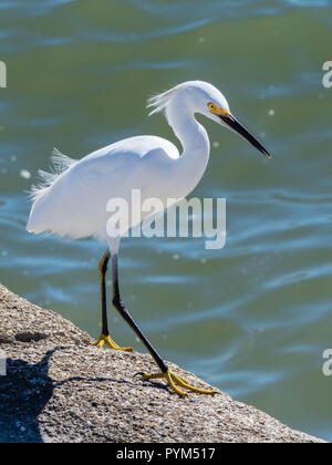 Aigrette neigeuse Egretta thula par une rivière sur la côte de la Floride USA Banque D'Images