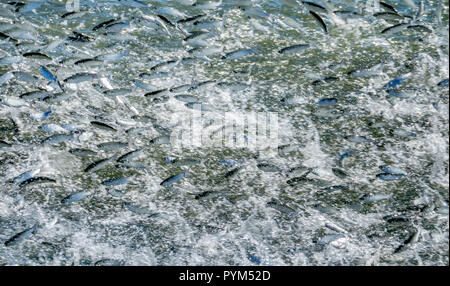 Banc de poissons sautant hors de l'eau de s'échapper un poissons prédateurs dans la rivière Matanzas à St Augustine en Floride USA Banque D'Images