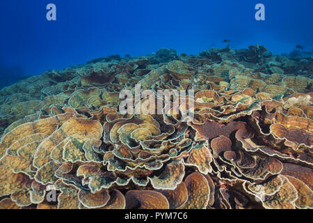 Les colonies coralliennes Mycedium, Coral Lettuce Banque D'Images