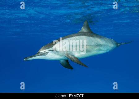 Dauphin à long bec Stenella longirostris, nager dans l'eau bleue Banque D'Images