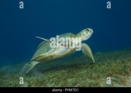 Tortue verte, Chelonia mydas nager sur fond de sable dans l'eau bleue Banque D'Images