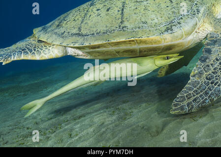 Echeneis naucrates poisson Remora, joint ci-dessous pour la tortue-shell Tortue verte, Chelonia mydas et nager avec elle sur fond de sable Banque D'Images