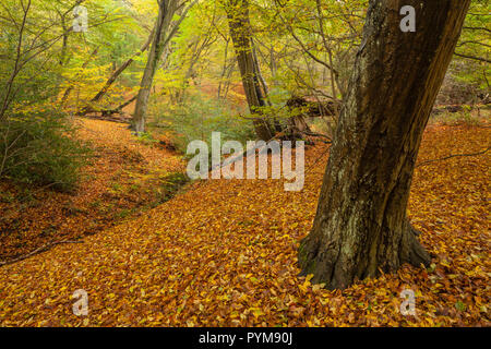 Couleurs d'automne de la forêt dans la forêt d'Epping, Essex, Angleterre. Forêt d'automne des tons de jaune d'or brun bronze orange dans les arbres de décisions la scène. Banque D'Images