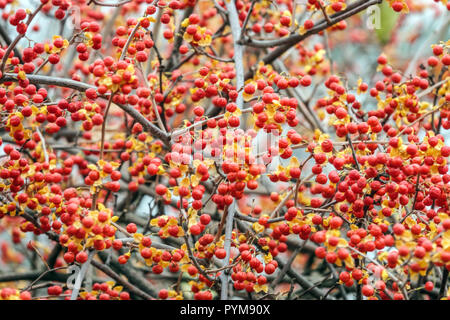 Arbres ou de personnel, les baies d'automne rouges rosthornianus Celastrus Banque D'Images