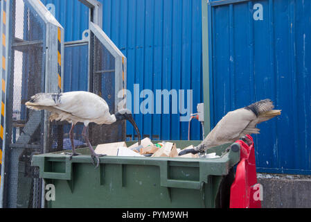 Un Ibis blanc, un oiseau qui est de plus en plus loin de son habitat naturel et vivant actuellement dans les zones urbaines. AKA Ben Chicken Banque D'Images