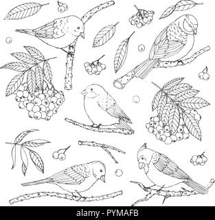 Hand drawn vector set d'oiseaux, branches, feuilles et contours sorbe isolé sur fond blanc. Décoration d'hiver dans l'art de la ligne de style sketch Illustration de Vecteur