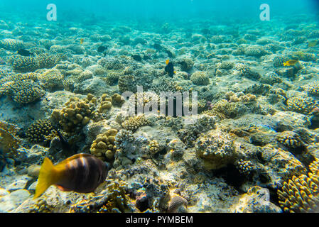 Barrière de corail sous l'eau Banque D'Images