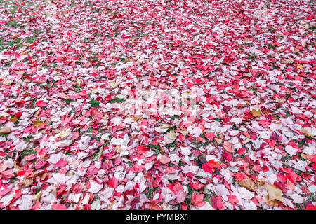 Érable rouge, Acer rubrum 'Red Sunset', pelouse couverte de feuilles rouges tombant sur le sol Banque D'Images