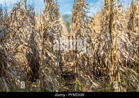 L'automne des tiges de maïs dans un champ Banque D'Images