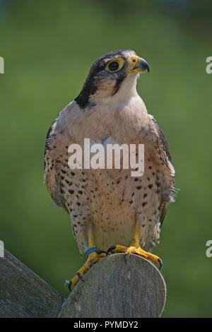 Un PHOQUE ANNELÉ LANNER FALCON DANS UN SANCTUAIRE D'OISEAUX Banque D'Images