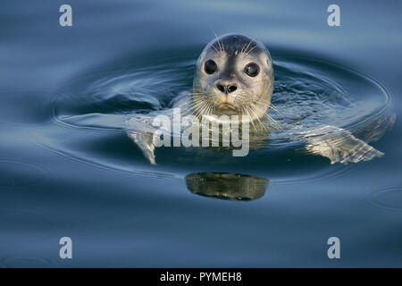 Phoque commun (Phoca vitulina) nager à la surface de l'eau, Mer du Nord, Allemagne Banque D'Images