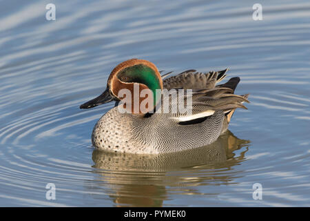 Détaillé, close-up, side view of male sarcelle commune (Anas crecca) isolés en hiver le soleil, la baignade dans le lac d'eau douce, son habitat naturel UK. Banque D'Images