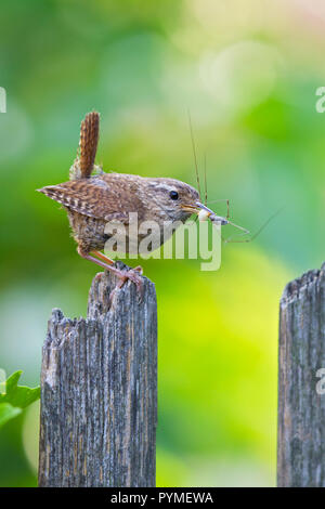 Troglodyte mignon (Troglodytes troglodytes) des profils avec spider dans le projet de loi assis sur jardin clôture Banque D'Images