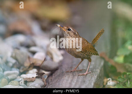 Troglodyte mignon (Troglodytes troglodytes) des profils avec croix araignée dans le projet de loi in patch Banque D'Images