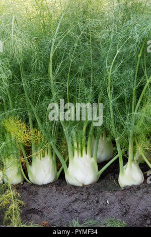 'Fenouil Foeniculum vulgare' échéant en champ, récolte irriguée. Banque D'Images