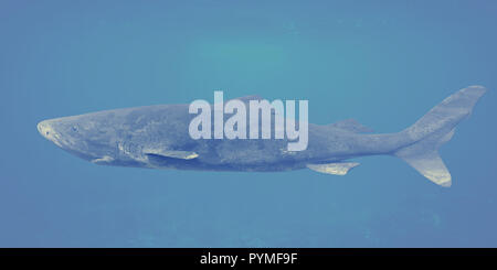 Requin du Groenland Somniosus microcephalus, requin, avec la plus longue durée de vie connue toutes les espèces de vertébrés Banque D'Images