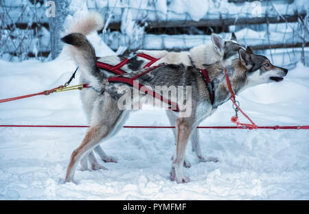 Deux chiens de traîneau husky aux yeux bleus en rouge couronne sont debout sur la neige et en attente de commande à exécuter. Aujourd'hui, ce sport d'hiver Scandinave et la tradition est un Banque D'Images