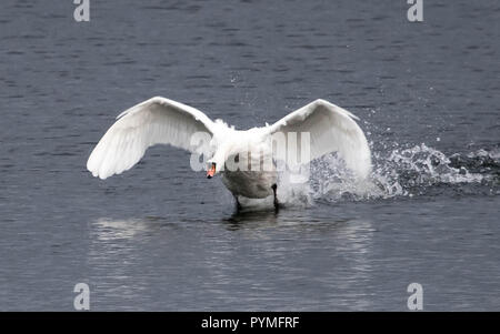 Mute Swan (Cygnus olor) Banque D'Images