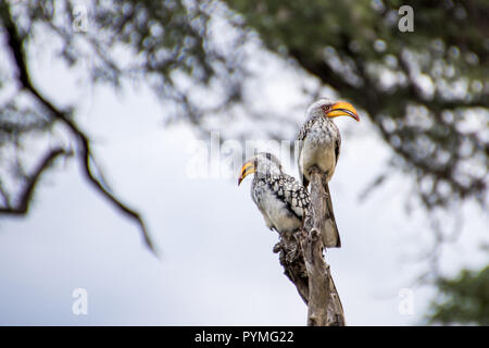 Le Sud de deux calaos à bec jaune assis sur branche. Les oiseaux avec un ventre pâle et tacheté et de grandes ailes. jaune Banque D'Images