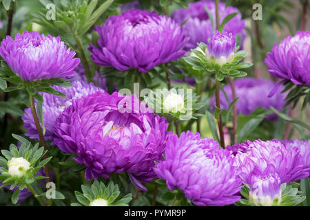 Close up of China Aster Aster mixte duchesse, Aster chinensis, Aster, Aster Pompon pivoine. Callistephus chinensis Banque D'Images