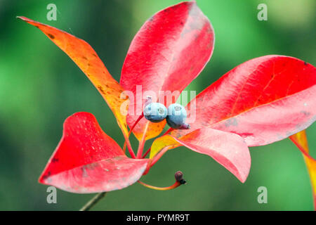 Nyssa sylvatica, Tupelo Nyssa, arbre automne feuilles rouges, et les petits fruits d'automne Banque D'Images
