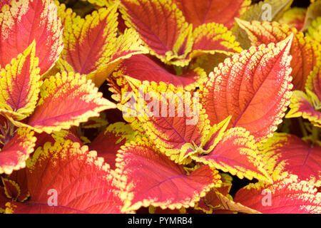 Close-up de feuilles multicolores de Coleus 'Defiance', peint l'ortie. Solenostemon scutellarioides 'Defiance' Banque D'Images