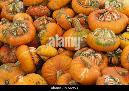 Courge turban Banque D'Images