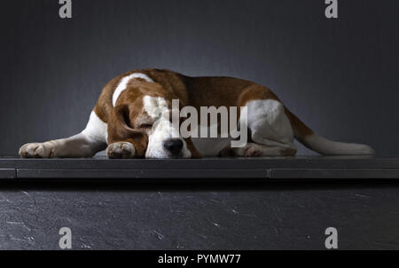 Chien mignon sur un fond sombre de race Beagle .adultes . Banque D'Images