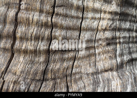 Vieux tronc d'arbre d'olive, close-up du grain du bois et la texture. Banque D'Images