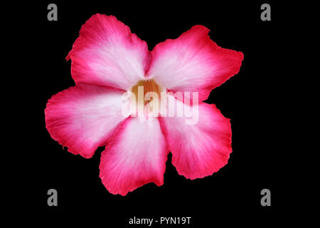 Desert Rose fleur ou Lily belle rose sur fond noir et clipping path Banque D'Images