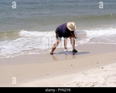 Le 20 avril 2010, la plate-forme de forage Deepwater Horizon a explosé et a coulé, provoquant une énorme marée noire dans le golfe du Mexique. Les bureaux de terrain de l'Enquête géologique des États-Unis a immédiatement réagi en organisant des équipes de prendre avant le déversement des échantillons de sédiments et d'eau afin d'établir une enquête de référence. Cette référence est utilisée pour déterminer la portée et l'impact de la marée noire. Ici, sera Mooty prend un échantillon de sédiments à Gulf Shores Beach dans l'Alabama. Banque D'Images