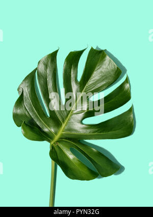 L'une des feuilles tropicales Monstera sur fond pastel turquoise top voir télévision lay Banque D'Images