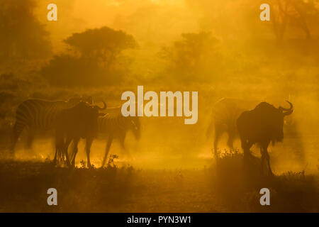 Zèbre des plaines (Equus quagga) et Blue Wildebeest (Connochaetes taurinus) Balade au lever du soleil avec le rétroéclairage dans les boisés, la Ngorongoro Conservation Area, Banque D'Images