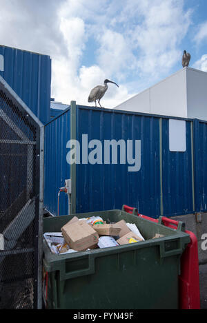 Un Ibis blanc, un oiseau qui est de plus en plus loin de son habitat naturel et vivant actuellement dans les zones urbaines. AKA Ben Chicken Banque D'Images