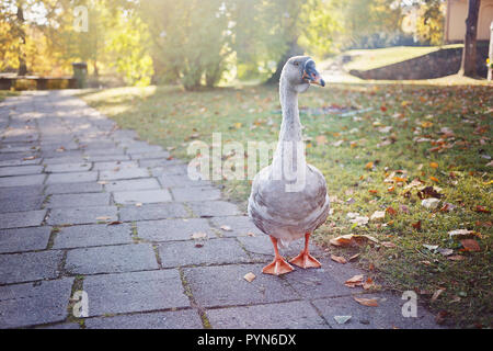 La marche de l'oie dans un parc sur une journée ensoleillée d'automne Banque D'Images