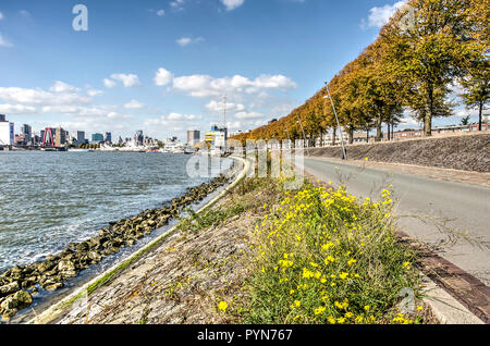 Rotterdam, Pays-Bas, le 30 septembre 2018 : promenade le long de la rivière Nieuwe Maas avec les mauvaises herbes, qui poussent sur les pentes de basalte, une rangée de tilleuls et Banque D'Images