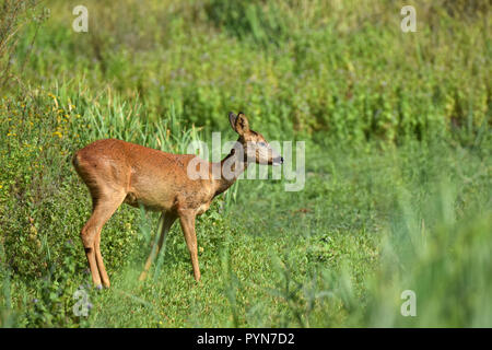 Une femelle re (capreolus capreolus) marcher dans l'espace ouvert dans le domaine "aux oiseaux'', le sud-ouest de la France. Banque D'Images